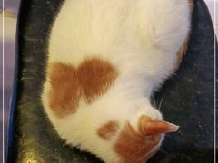 -平行世界·猫咖(首经贸店)