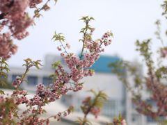 -武汉大学-樱园
