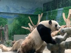 -灵玲国际马戏城