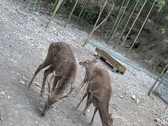 -鹿院坪生态旅游景区