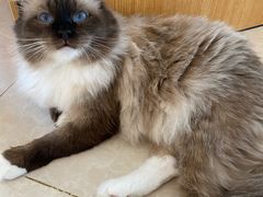 -Catmate·猫肥家润(金润铂宫店)