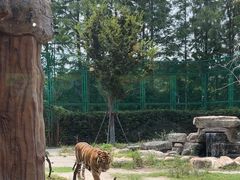 -上海野生动物园老虎餐厅