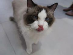 -Heymao猫咖.咖啡厅(东门店)