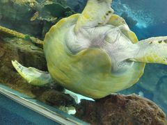 -上海海洋水族馆