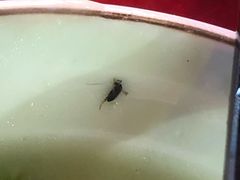 -惠兴潮州海鲜砂锅粥