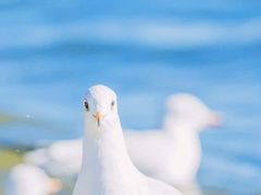 -海埂大坝