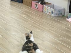 -李小姐の猫咖啡馆(五角场店)
