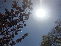 -高东镇樱花园