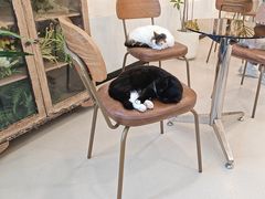-共舞时光猫咖·狗咖(新街口店)