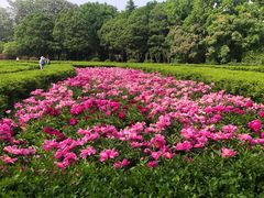 -洛阳市隋唐城遗址植物园