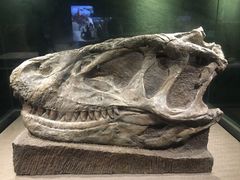 -自贡恐龙博物馆