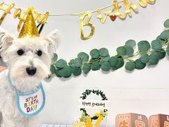 -翊宠yipet猫狗购宠庄园犬舍•猫舍