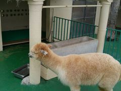 -渔家火锅·海鲜自助餐·演艺(亚龙湾天域酒店)