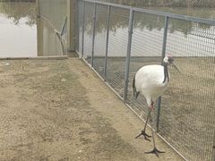 -盐城丹顶鹤湿地生态旅游区