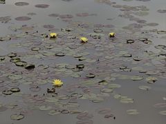 -东莞植物园