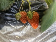 -昌平兴寿秀秀草莓采摘园