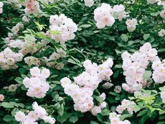 -广富林郊野公园