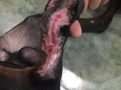 -伟伟宠物医院·CT影像中心·瑞派犬猫综合性门诊(汉口总院)