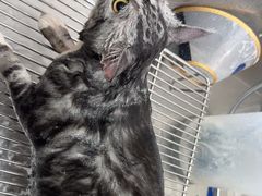 -汪喵宠物医院·骨科心脏影像·犬猫急重症ICU诊疗中心(成华分院)