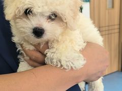 -博特宠物医院24h犬猫全科.骨科·异宠