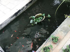 -两棵枇杷树