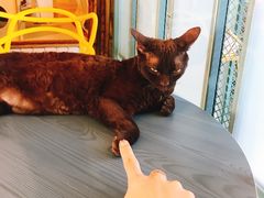 -喵屿·大理花园猫咖