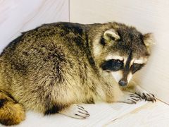 -浣熊柯尔鸭土拨鼠·电玩咖