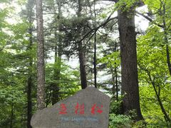 -五营国家森林公园