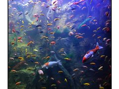 -杭州开元森泊度假乐园