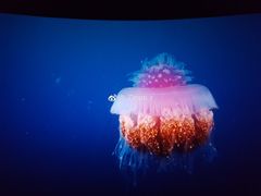 -金逸影城IMAX(光美湛江赤坎店)