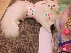 -东方名猫馆·英短金渐层布偶猫舍(环线广场1号楼店)