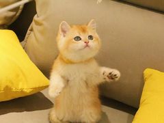 -猫十亿·布偶金渐层·曼基康矮脚猫舍(青年路店)