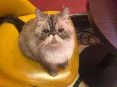 -猫色咖啡·猫咖
