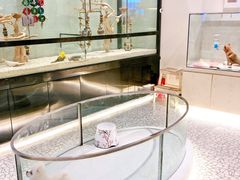 -momokira米努特·德文卷毛猫·棉花面纱犬