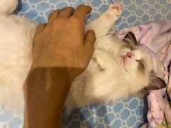 -猫十亿·布偶金渐层·曼基康矮脚猫舍(青年路店)