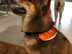 -柴务处·柴犬主题狗咖