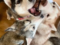 -Husky Go! 哈士奇体验馆·宠物咖啡厅狗咖