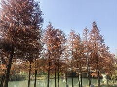 -贡湖湾湿地公园
