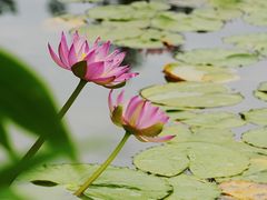 -国家植物园南园
