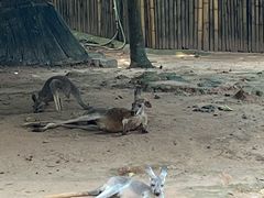 -深圳野生动物园