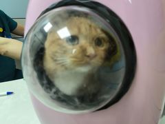 -中农国际动物医院24小时·猫科·骨科·急重症中心