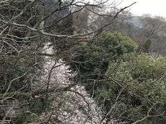 -武汉大学-樱园