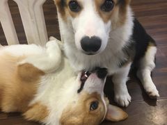 煎饺-柯斗斗主题餐厅·狗咖·围炉煮茶·茶饮(国瑞升平里店)