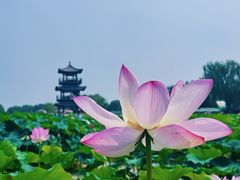 -荷花大观园