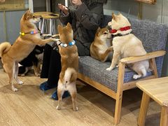 -南京Hallo宠物乐园·哈罗犬舍·柴犬繁育基地