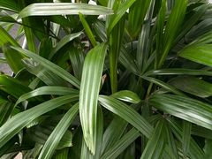 -龙大花卉苗木市场