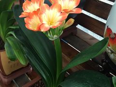 -龙大花卉苗木市场