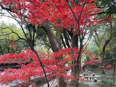 -上海佘山国家森林公园天马山园