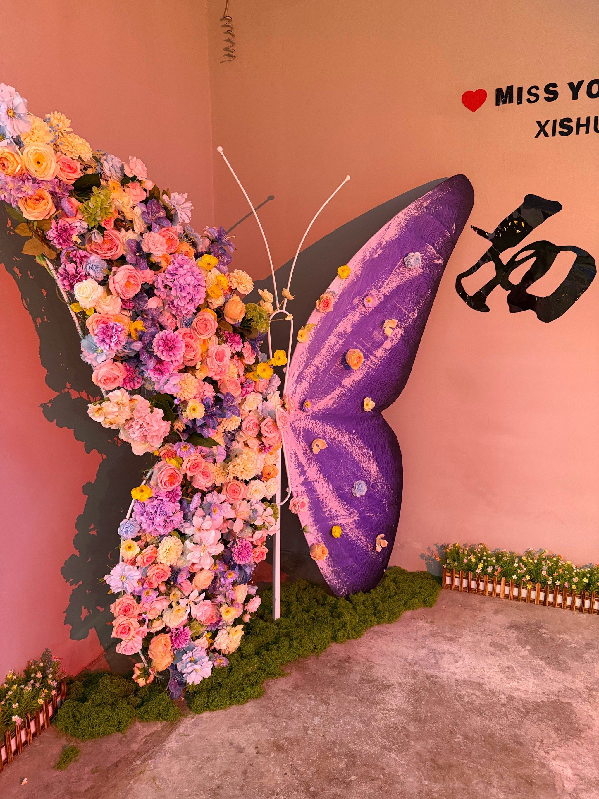 西双版纳也有巨型蝴蝶了!