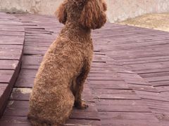 -振鼎鸡(华阴路店)